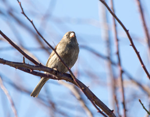 Sparrow on a tree against the blue sky