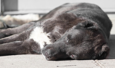 Portrait of a black dog on the nature