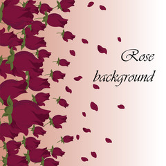 Roses background. Vector