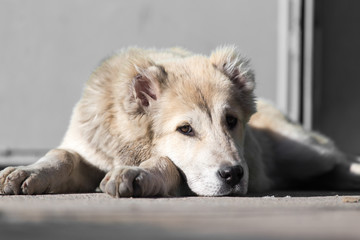 Portrait of a dog on the nature