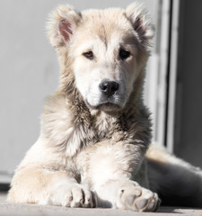 Portrait of a dog on the nature