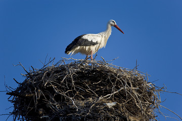 The White Stork (Ciconia ciconia) on the nest