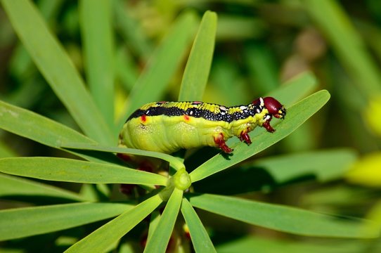 Worm Hyles euphorbiae eating green leaves of euphorbia