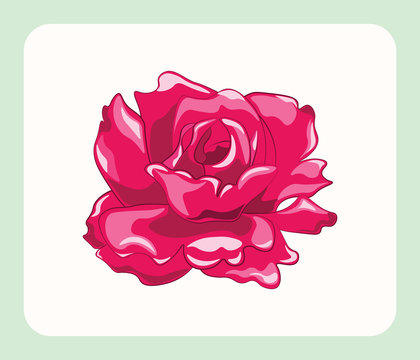 Bright Rose isolated background. Vector