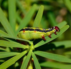 Worm Hyles euphorbiae eating green leaves of euphorbia