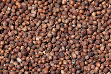 Coffee beans of Panama