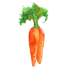 two watercolor carrots