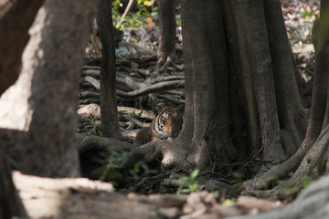 the eye of the tiger in the park ranthambore