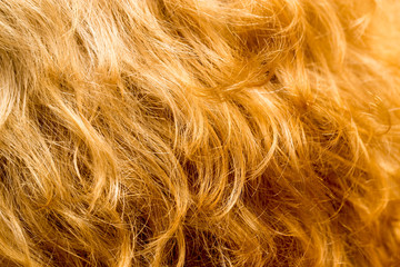 Fototapeta premium hair as a background. texture