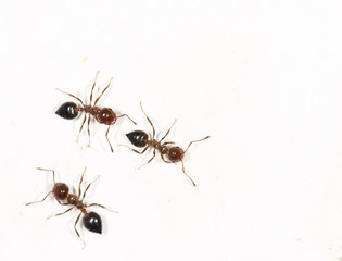 ants on a white wall