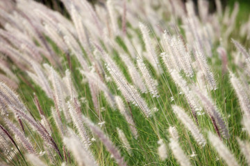 reeds grass background