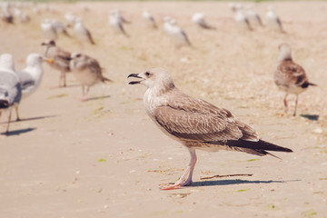 Birds 