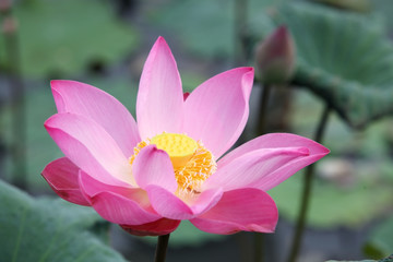 blooming lotus flower