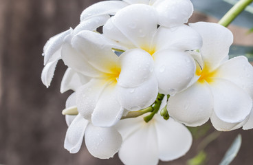 Bouquet of white frangipani (plumeria).