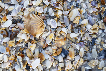 seashells on the beach at Amelia Island Florida
