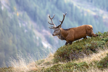 a deer walking on a mountain top
