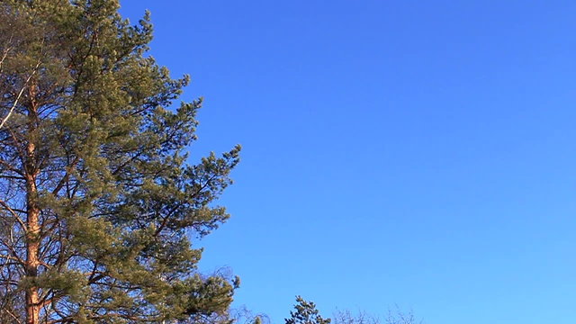 View of a tree with leaves on the wind with copyspace on the clean blue sky