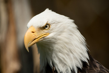American Bald Eagle