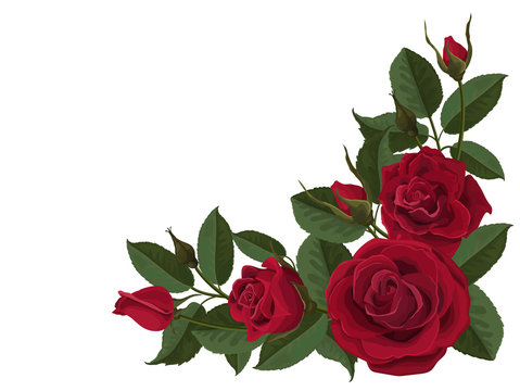 Red roses buds and green leaves. Corner composition. Element to decorate greeting or wedding cards in the corner of the sheet. Vector flowers isolated on white background.