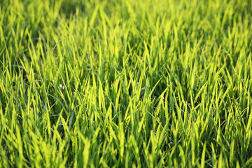 paddy leaf background.