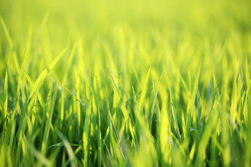 paddy leaf background.