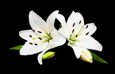 White lily