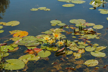 lotuses in the leaves on the water