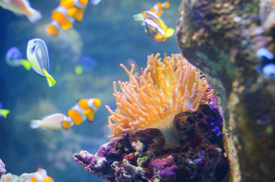 Clown Anemonefish underwater photo of tropical fish