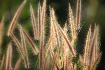 reeds grass background.