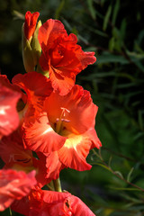 The blossoming gladiolus growing in a flight garden. 