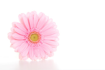 Single pink gerber daisy isolated on a white background