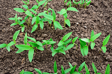 Pepper seedlings