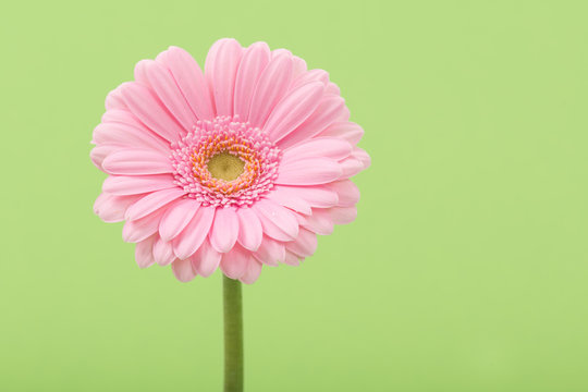 227,500+ Single Pink Flower Stock Photos, Pictures &amp; Royalty-Free ...