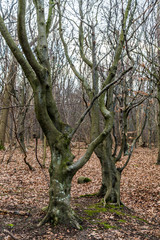 geisterwald nienhagen