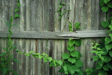 Privacy Fence with Climbers