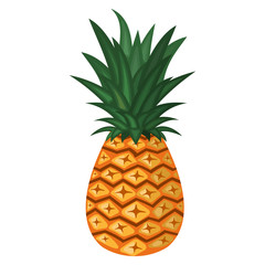 Vector illustration of pineapple