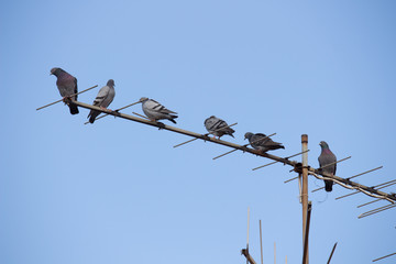 bird on the antenna