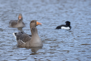 Greylag Goose, goose