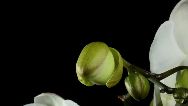 orchiday flower blossom burgeon time lapse 4k