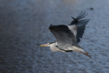 Grey Heron, Ardea cinerea