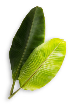 Fototapeta Banana leaf isolated on white background. File contains a clipping path.