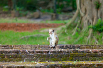 Sri Lanka monkey sitting on ruins.