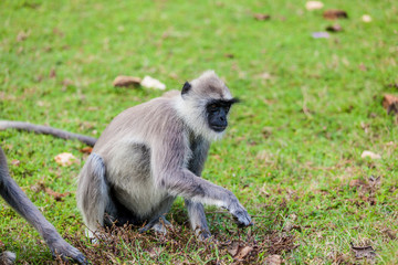 Fototapeta premium monkey on the green grass.