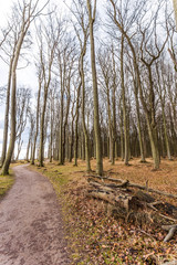 geisterwald nienhagen