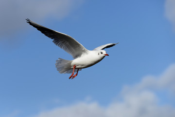 Black-headed Gull, Chroicocephalus ridibundus
