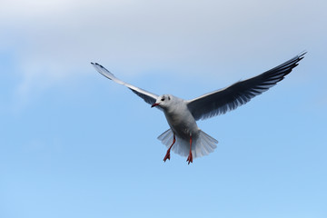 Black-headed Gull, Chroicocephalus ridibundus