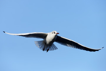 Black-headed Gull, Chroicocephalus ridibundus