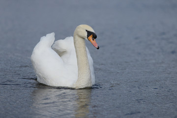 Obraz premium Mute Swan, cygnus olor