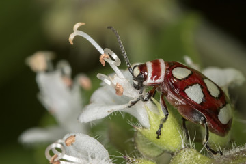 ladybug red and white on the leaf of basil extreme close up - ladybug red and white  on the leaf of basil macro photo