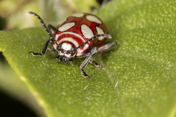 ladybug red and white on the leaf of basil extreme close up - ladybug red and white  on the leaf of basil macro photo